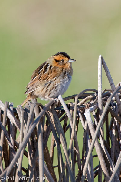 Nelson's Sharp-tailed Sparrow