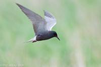 Black Tern