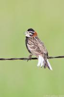 Chestnut-collared Longspur