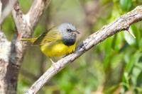 Mourning Warbler