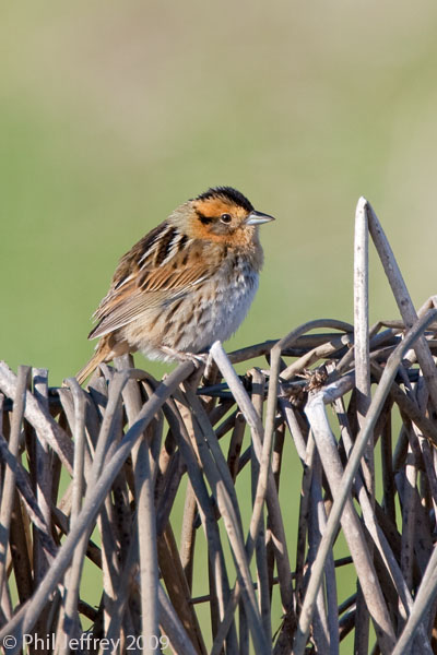 Nelsons Sharp-tailed Sparrow