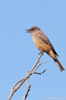 Say's Phoebe