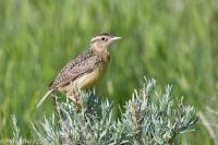 Western Meadnowlark