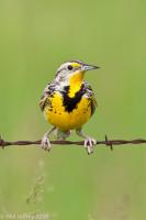 Western Meadowlark