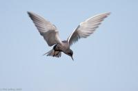 Black Tern