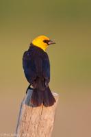 Yellow-headed Blackbird