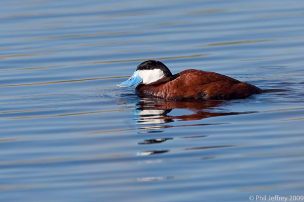 Ruddy Duck
