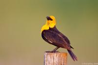 Yellow-headed Blackbird