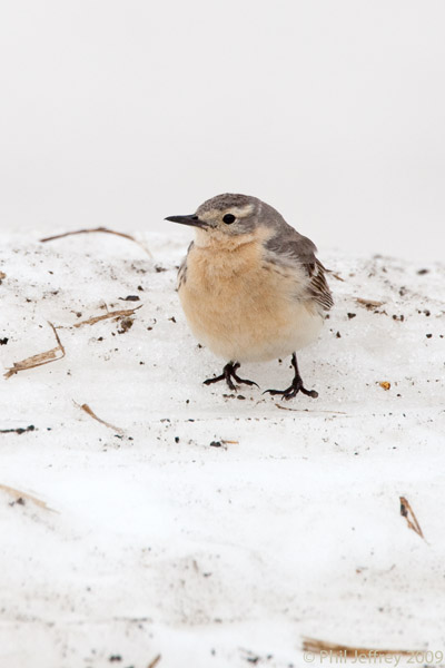 American Pipit