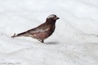 Black Rosy-Finch