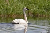 Trumpeter Swan