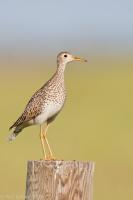 Upland Sandpiper