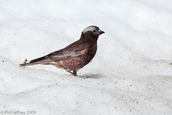 Black Rosy-Finch