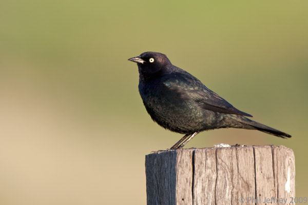 Brewer's Blackbird