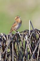 Nelsons Sharp-tailed Sparrow