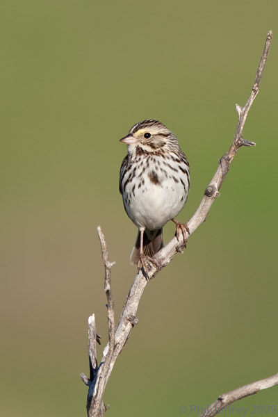 Savannah Sparrow