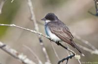 Eastern Kingbird