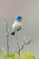 Lazuli Bunting