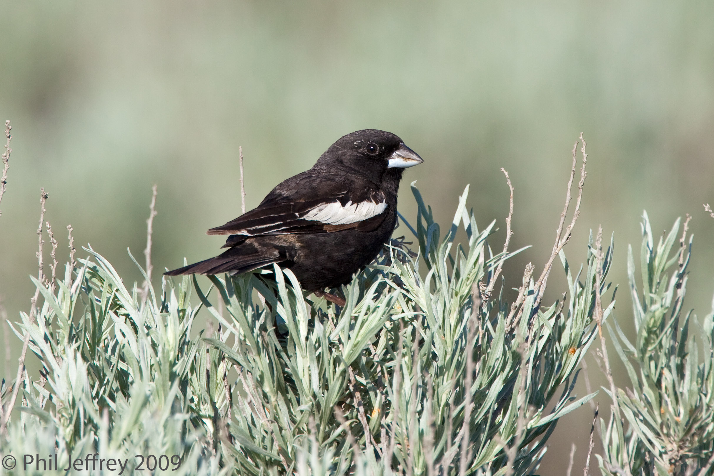 Lark Bunting