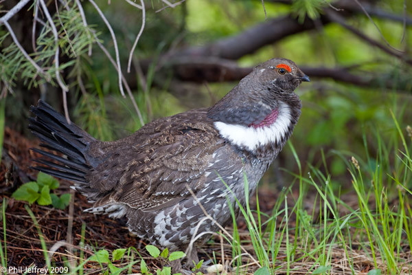 Dusky Grouse