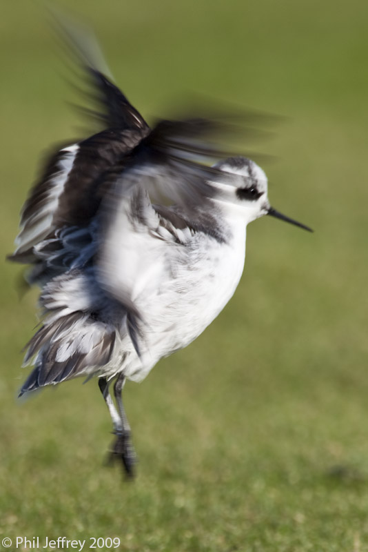 Red-necked Phalarope