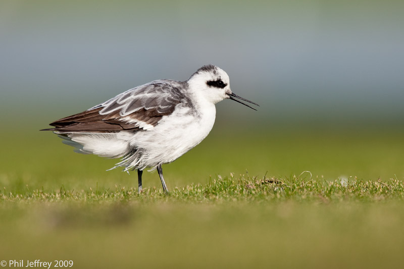 Red-necked Phalarope