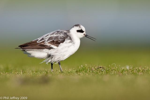 Red-necked Phalarope