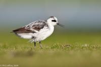 Red-necked Phalarope