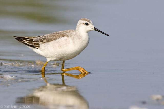 Wilson's Phalarope