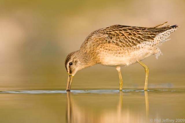 Short-billed Dowitcher