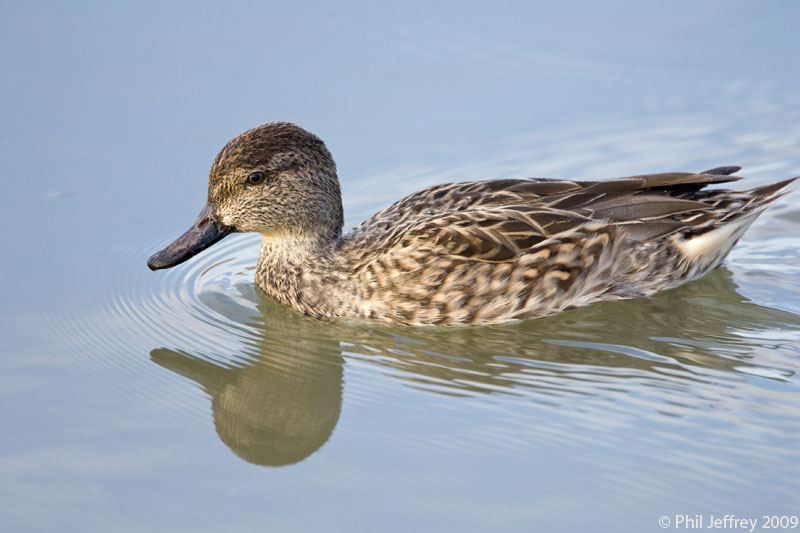 Green-winged Teal