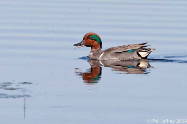 Green-winged Teal