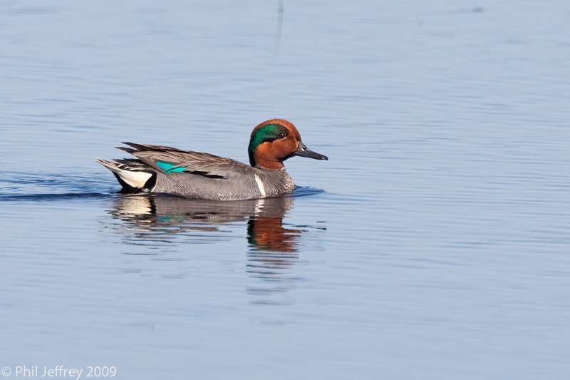 Green-winged Teal