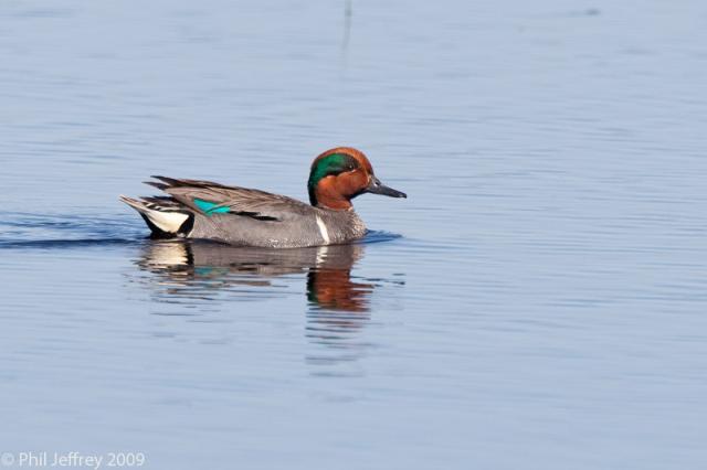 Green-winged Teal