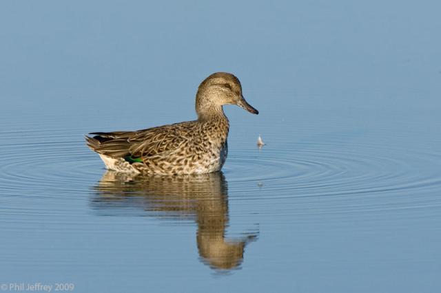 Green-winged Teal