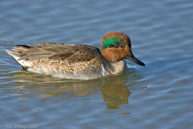 Green-winged Teal