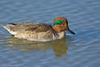 Green-winged Teal