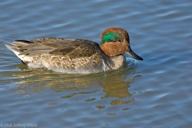 Green-winged Teal