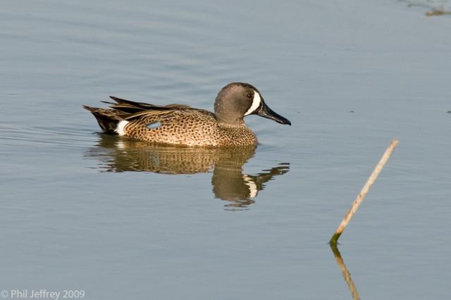 Blue-winged Teal