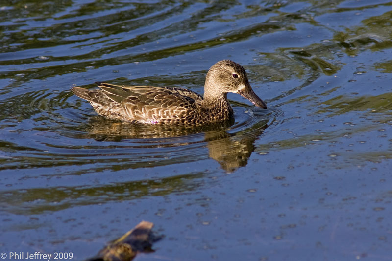 Blue-winged Teal