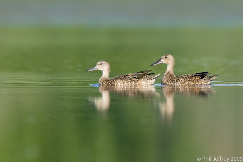 Blue-winged Teal