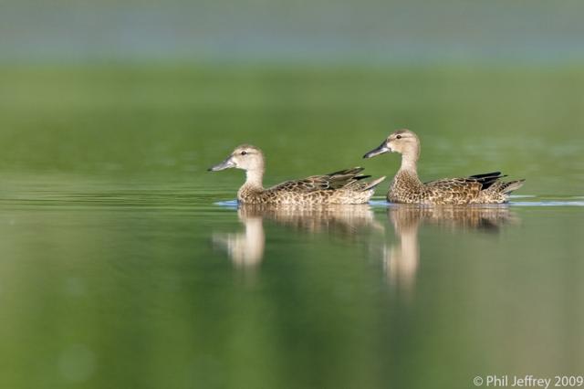 Blue-winged Teal