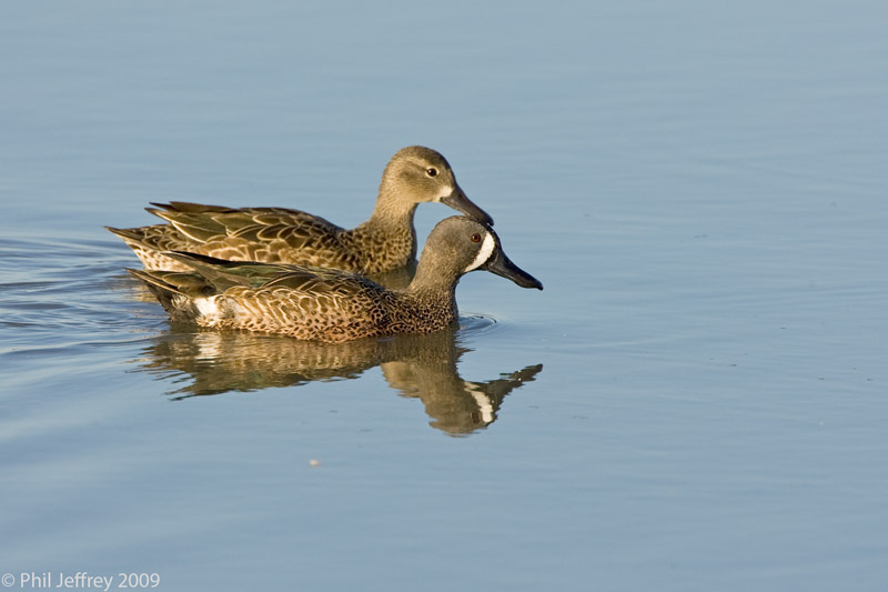 Blue-winged Teal