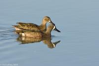 Blue-winged Teal