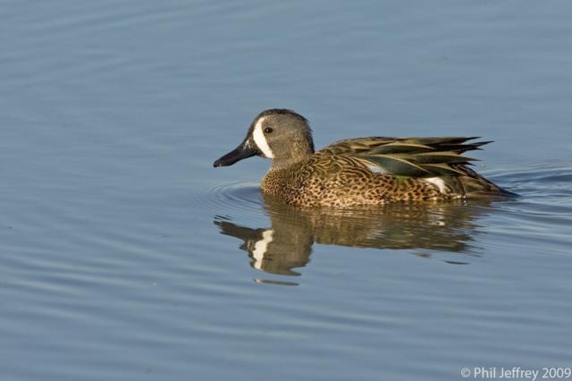 Blue-winged Teal
