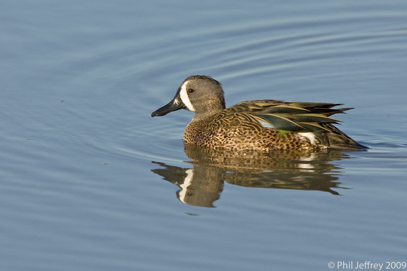 Blue-winged Teal