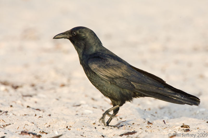 Fish Crow