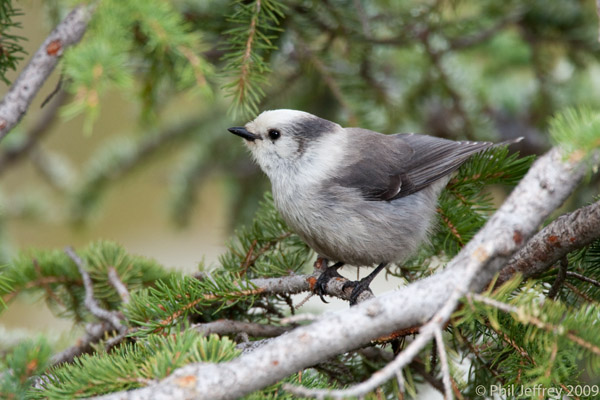 Gray Jay