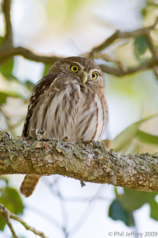 Ferruginous Pygmy-Owl