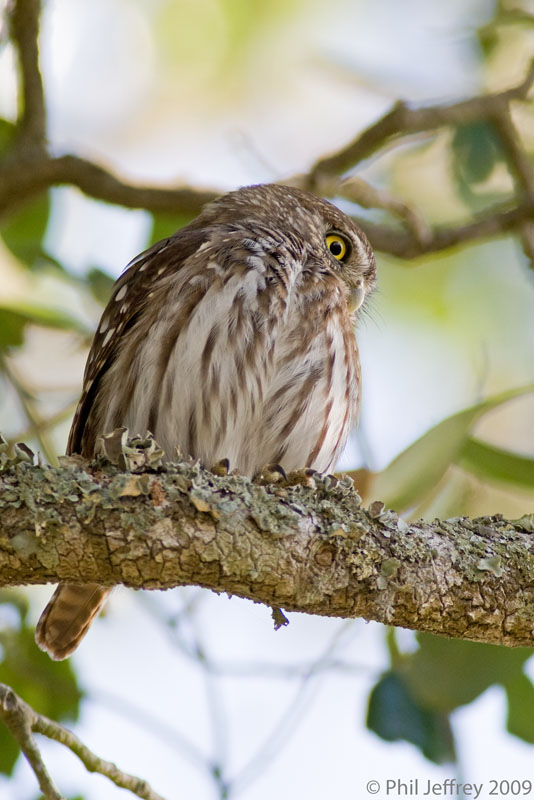 Ferruginous Pygmy-Owl